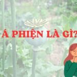 Á phiện là gì? - Là chất gây nghiện được thu từ nhựa khô của quả cây anh túc