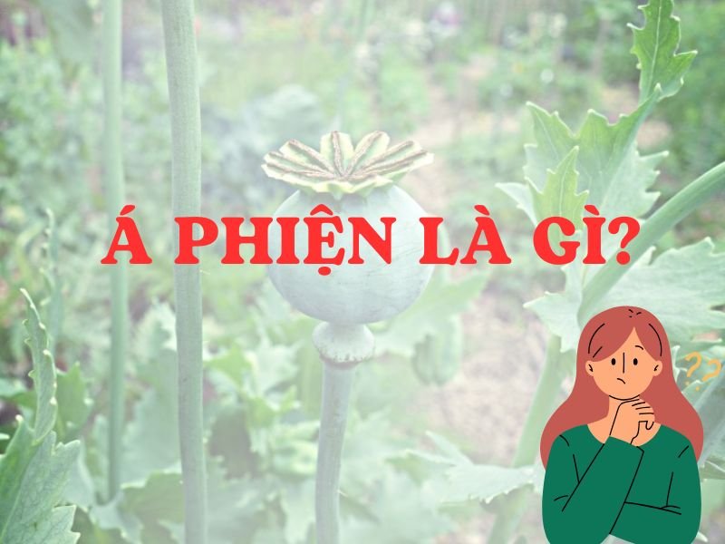 Á phiện là gì? - Là chất gây nghiện được thu từ nhựa khô của quả cây anh túc