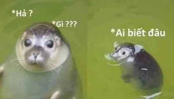 Nguồn gốc và sự ra đời của cụm từ “Ai biết gì đâu”